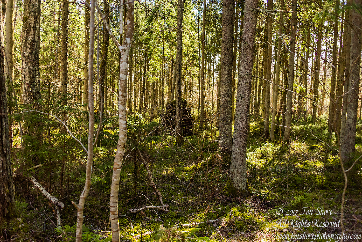 Primeval Latvian Forest. Nikkor 50mm