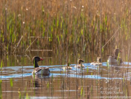 Geese and goslings at Kemeri National Park Latvia in Spring. Tamron 600mm