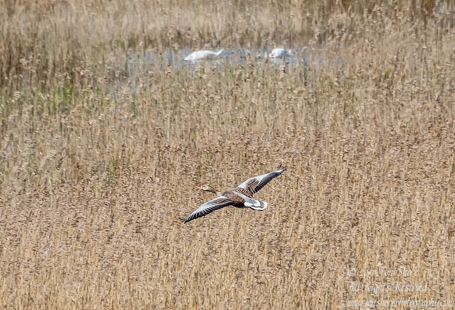 Goose flying Kemeri National Park Latvia. Tamron 600mm