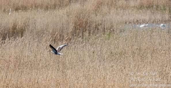Goose flying Kemeri National Park Latvia. Tamron 600mm