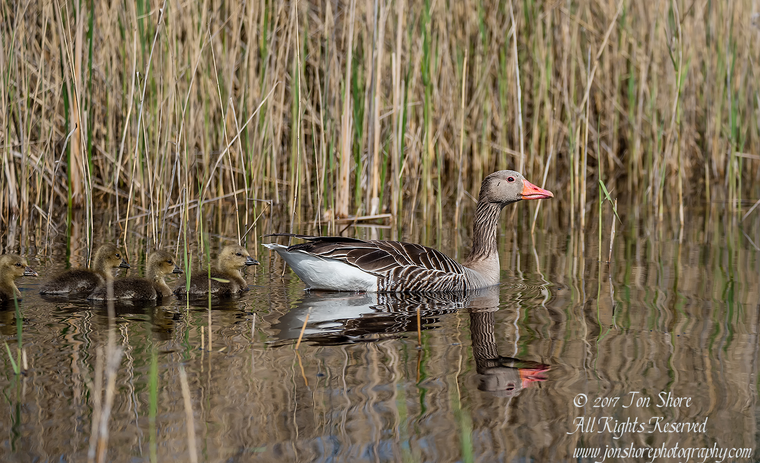 Goose and goslings Kemeri National Park. Tamron 600mm