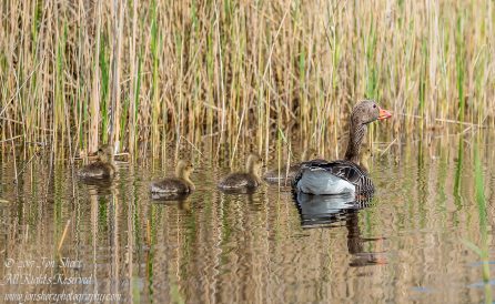 Goose and goslings Kemeri National Park. Tamron 600mm