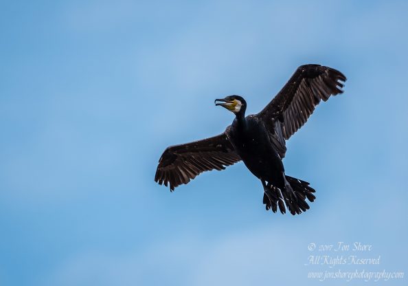 Great Black Cormorant Kemeri National Park Latvia Spring. Tamron 600mm
