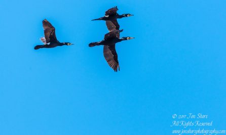 Great Black Cormorants Latvia. Tamron 600mm