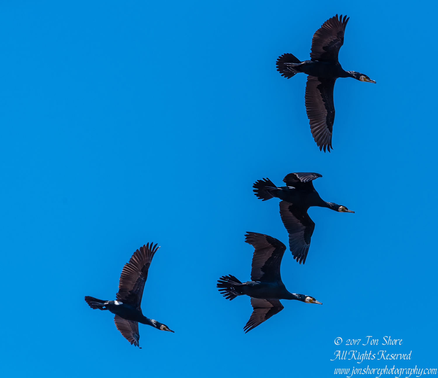 Great Black Cormorants Latvia. Tamron 600mm