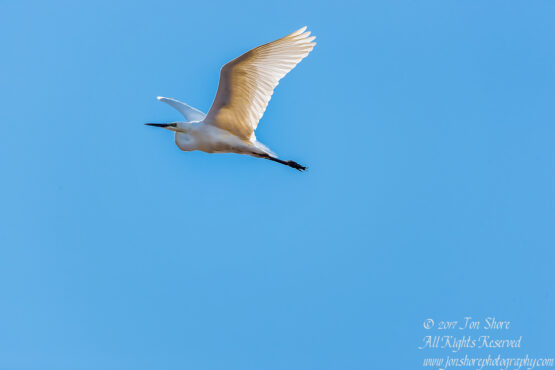 Great White Egret Latvia. Tamron 600mm