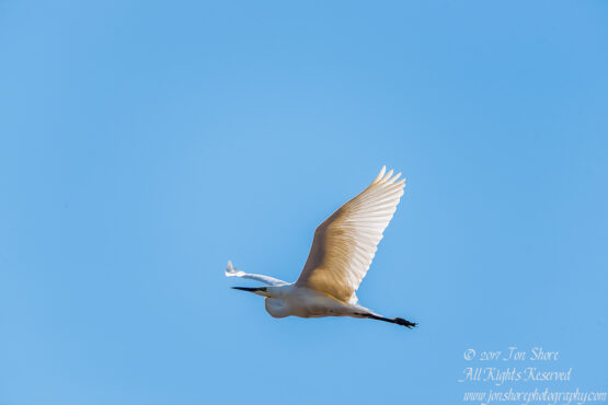 Great White Egret Latvia. Tamron 600mm