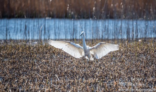 Great White Egret. Tamron 600mm