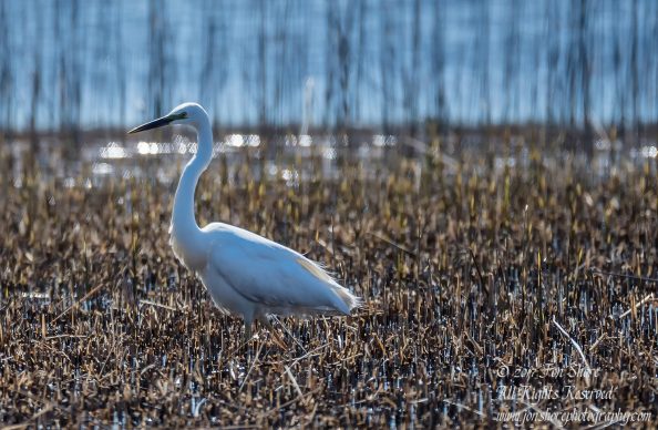 Great White Egret. Tamron 600mm