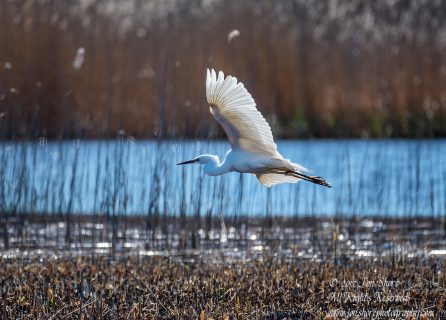 Great White Egret. Tamron 600mm