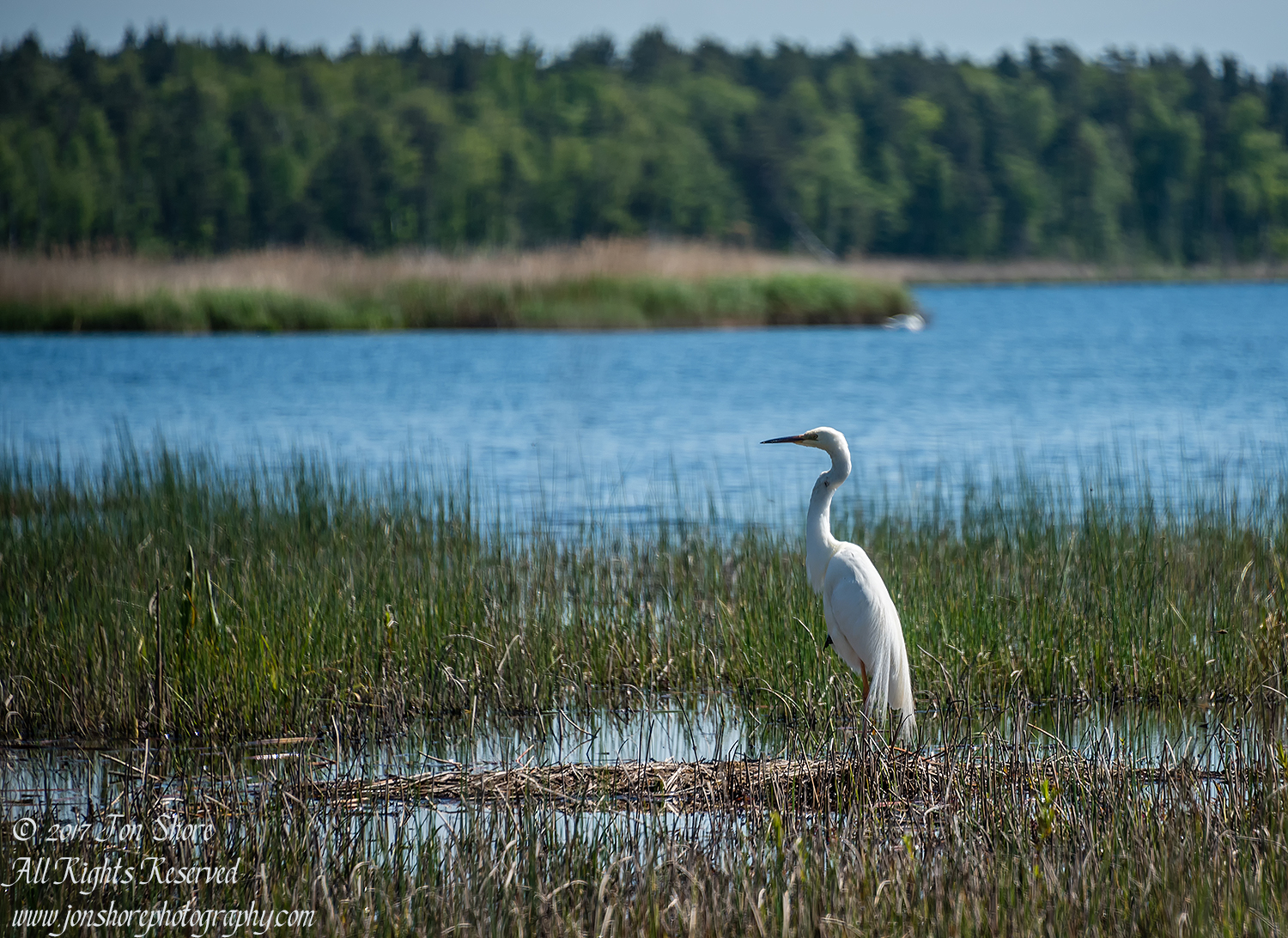 Great White Egret. Kemeri National Park Latvia. Nikkor 300mm