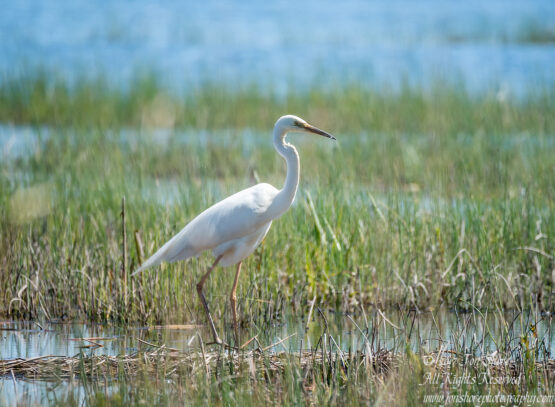 Great White Egret. Kemeri National Park Latvia. Tamron 600mm