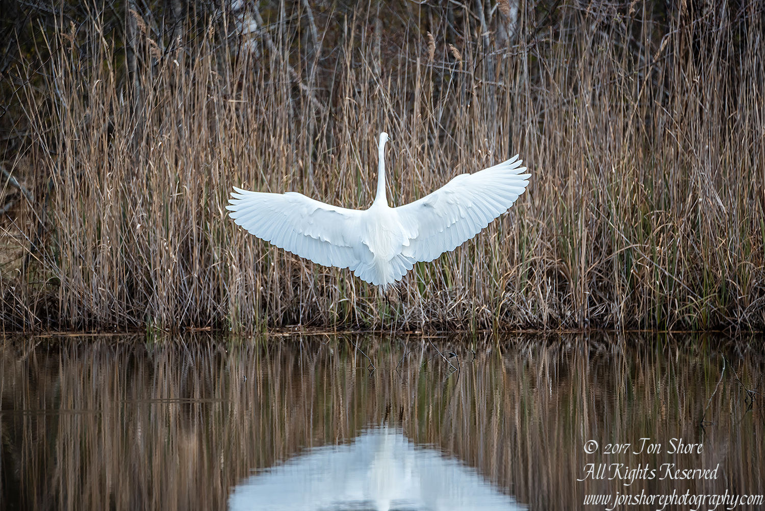 Great White Egret. Tamron 600mm