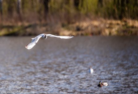 Black Headed Seagull. Nikkor 300mm