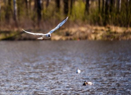 Black Headed Seagull. Nikkor 300mm