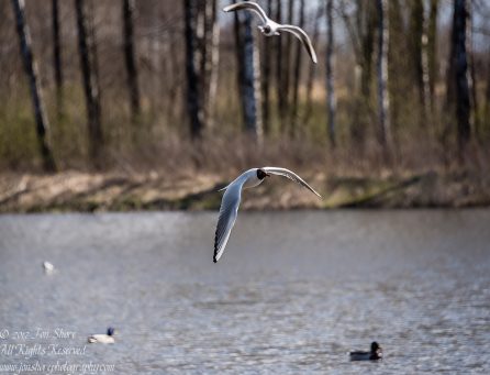 Black Headed Seagull. Nikkor 300mm