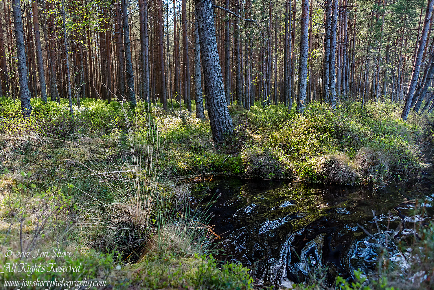 Haunted Lake Kemeri National Park Latvia Spring Nikkor 50mm