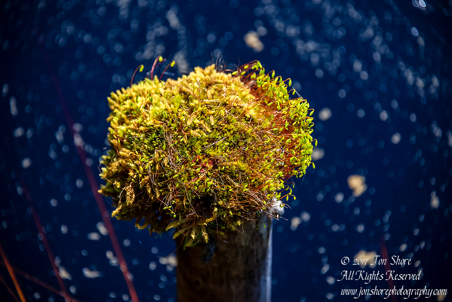 Moss at black lake Kemeri National Park Latvia. Nikkor 300mm