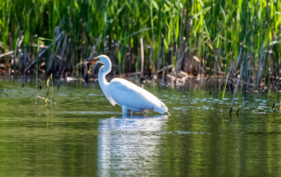 Great White Egret with Fish. Kemeri National Park Latvia. Tamron 600mm