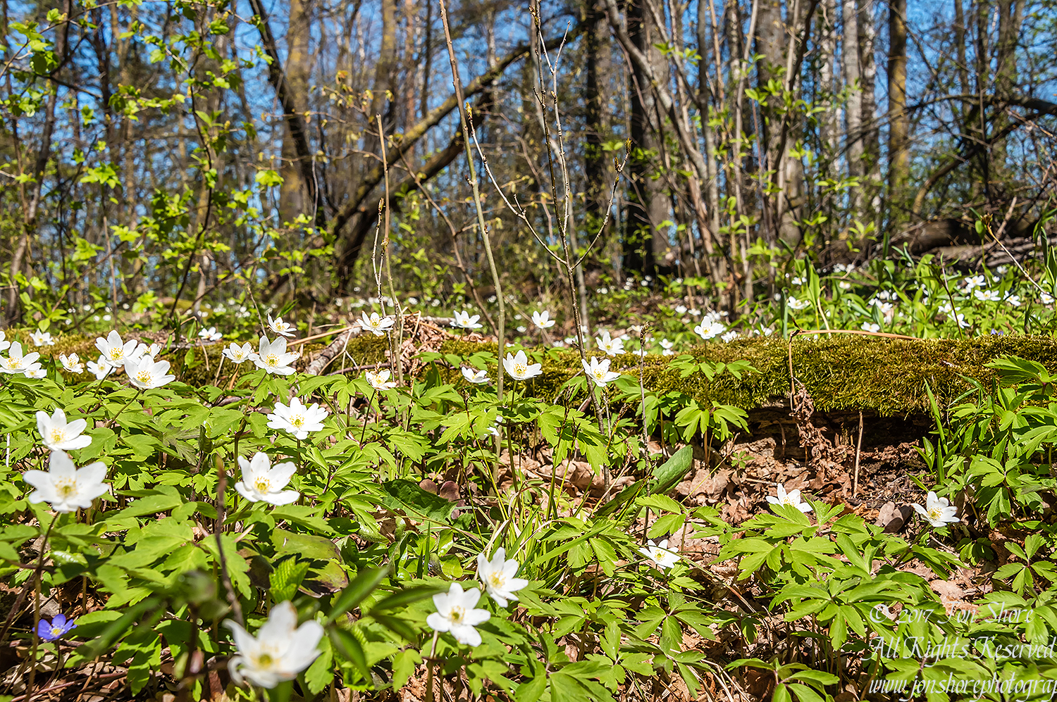 Spring Wildflowers Latvia. Nikkor 300mm