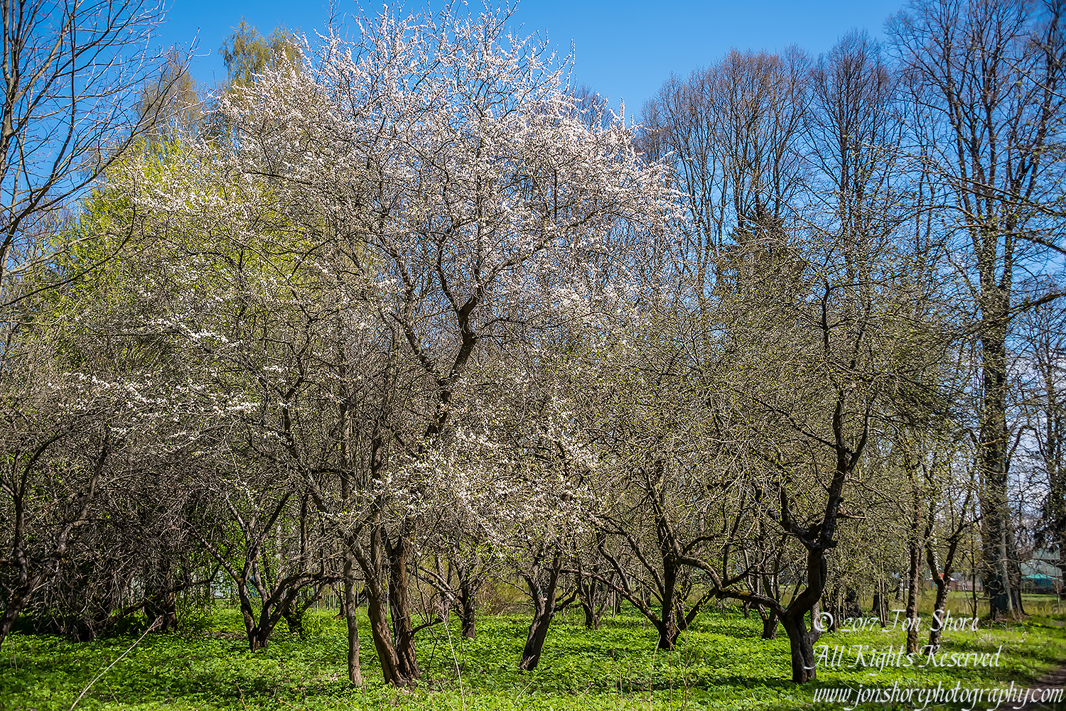 Apple tree in blossom Riga Latvia Spring 2017. Nikkor 50mm