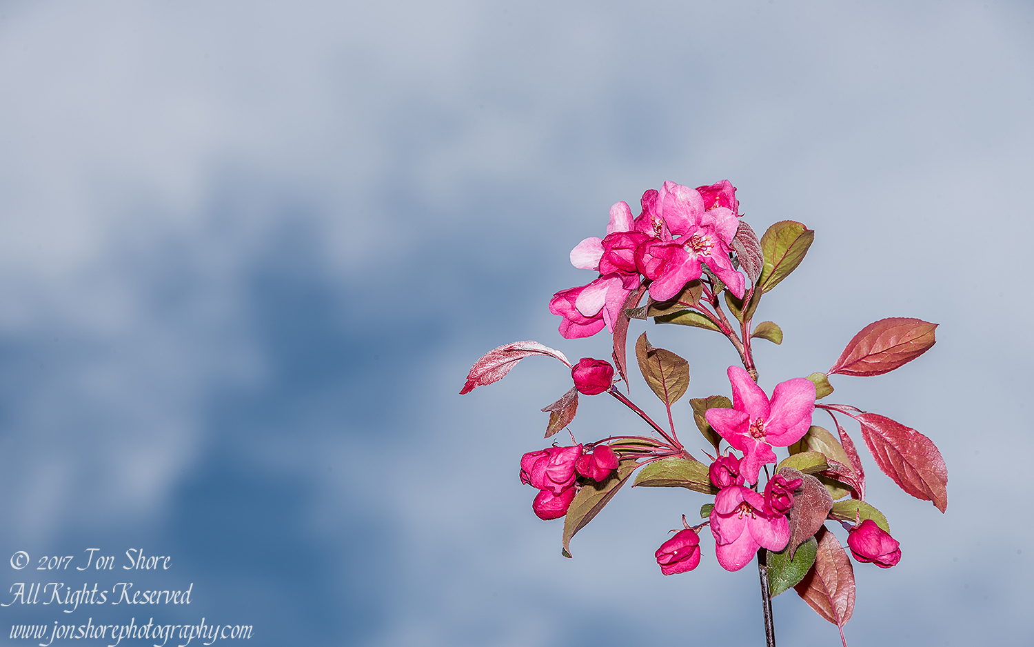 Flowers in Spring Jurmala Latvia. Nikkor 200mm