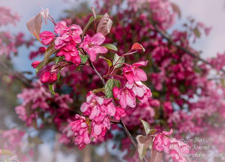 Flowers in Spring Jurmala Latvia. Nikkor 200mm