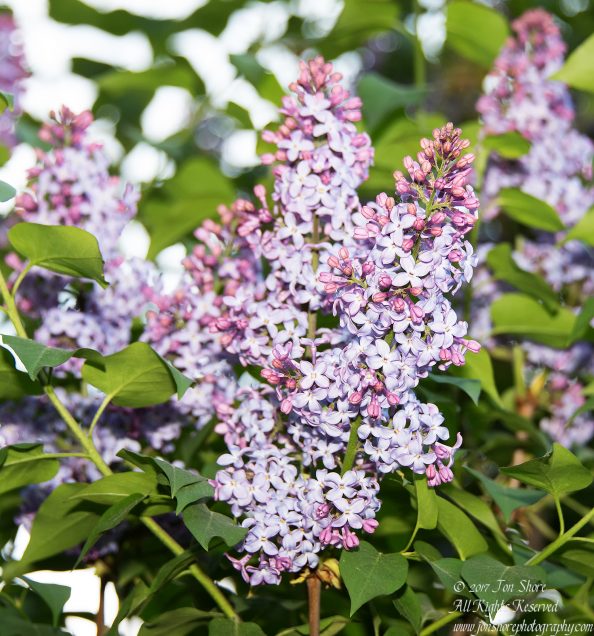 Lilac Riga Latvia Spring 2017. Nikkor 300mm