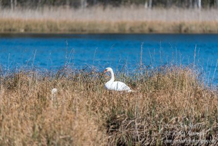 Swans nesting. Tamron 600mm