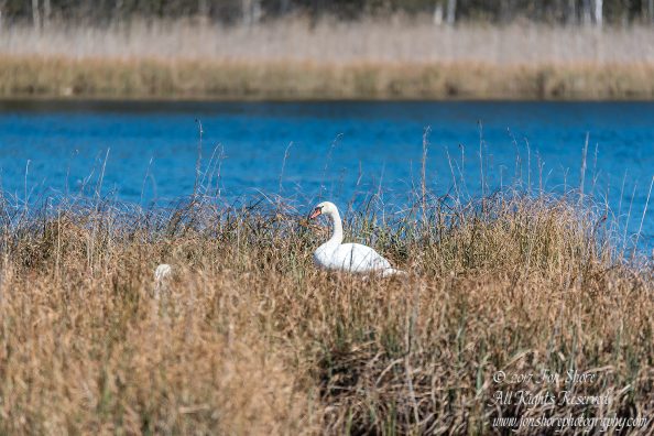 Swans nesting. Tamron 600mm