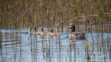 Goose and goslings Kemeri National Park. Tamron 600mm
