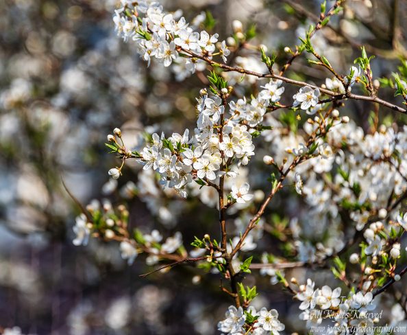 Plum Blossoms Riga Latvia Spring 2017. Nikkor 300mm