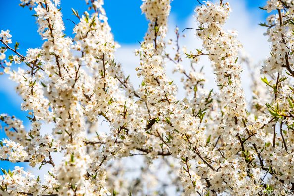 Plum Blossoms Riga Latvia Spring 2017. Nikkor 300mm