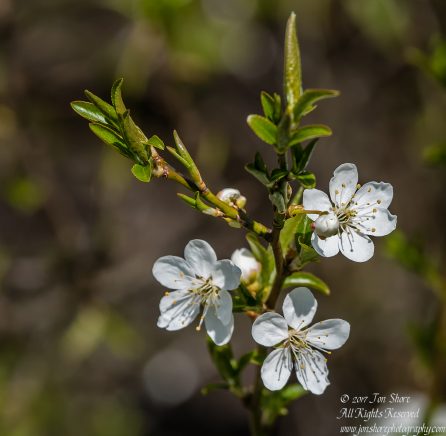Plum Blossoms Riga Latvia Spring 2017. Nikkor 300mm