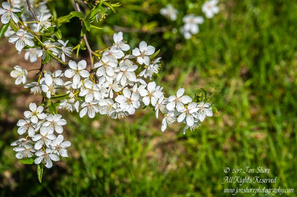 Plum Blossoms Riga Latvia Spring 2017. Nikkor 300mm