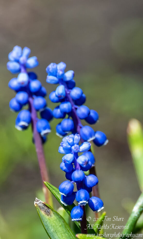Spring Flowers. Nikkor 300mm