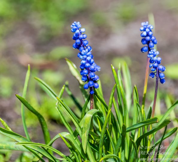 Spring Flowers. Nikkor 300mm