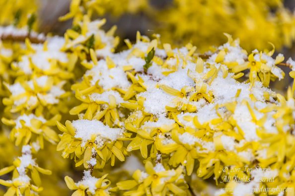 Spring Flowers in Riga Latvia. Nikkor 300mm