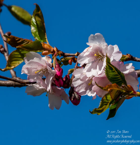 Sakura Riga Latvia Spring 2017. Nikkor 300mm