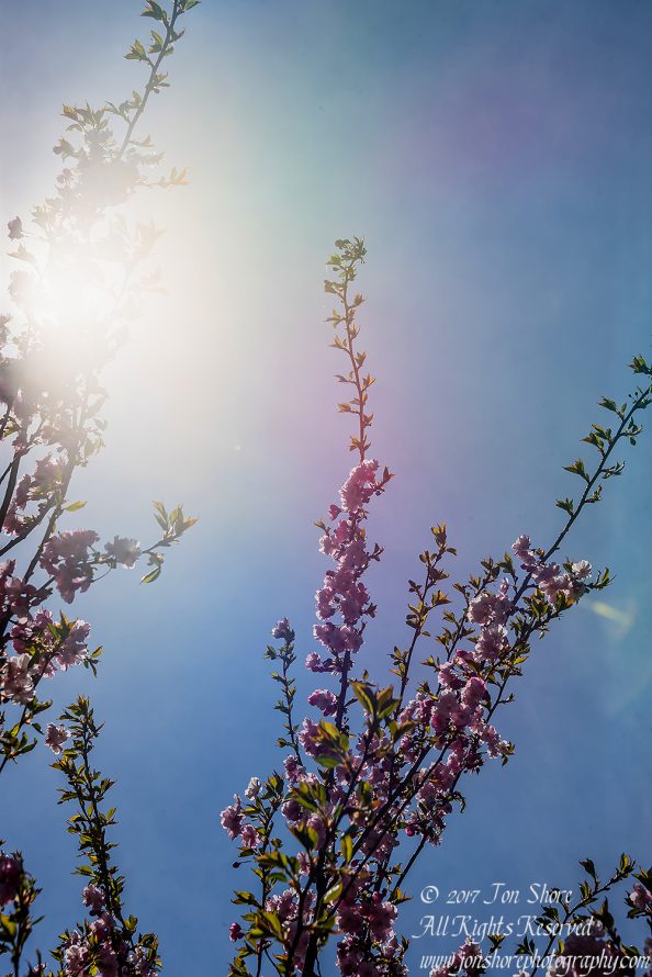 Sakura Riga Latvia Spring 2017. Nikkor 300mm