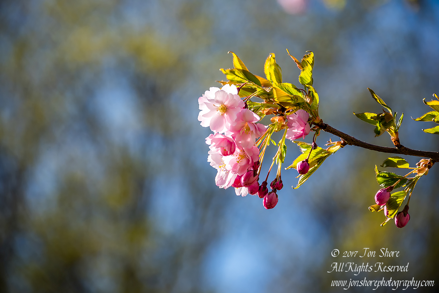 Sakura Riga Latvia Spring 2017. Nikkor 300mm