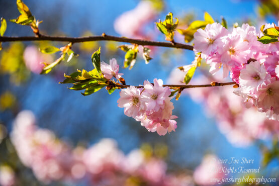 Sakura Riga Latvia Spring 2017. Nikkor 300mm