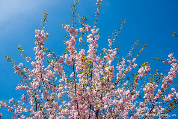 Sakura Riga Latvia Spring 2017. Nikkor 300mm