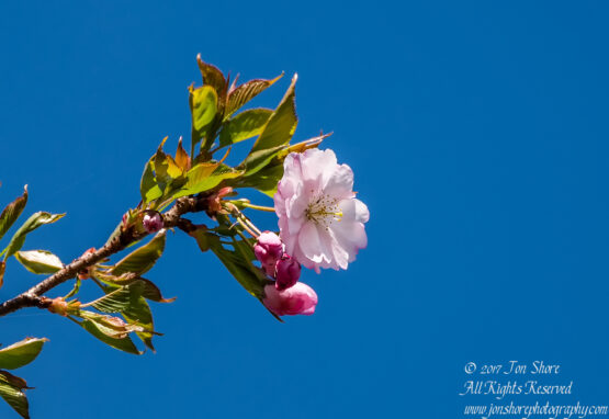 Sakura Riga Latvia Spring 2017. Nikkor 300mm