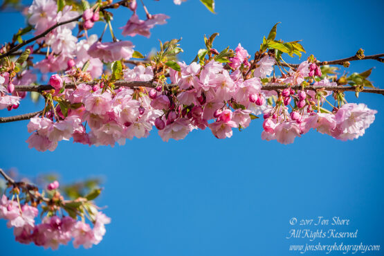 Sakura Riga Latvia Spring 2017. Nikkor 300mm