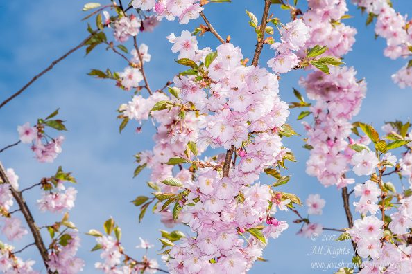 Sakura Riga Latvia Spring. Nikkor 300mm