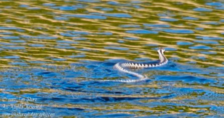 European Viper Male Kemeri National Park Latvia. Nikkor 300mm