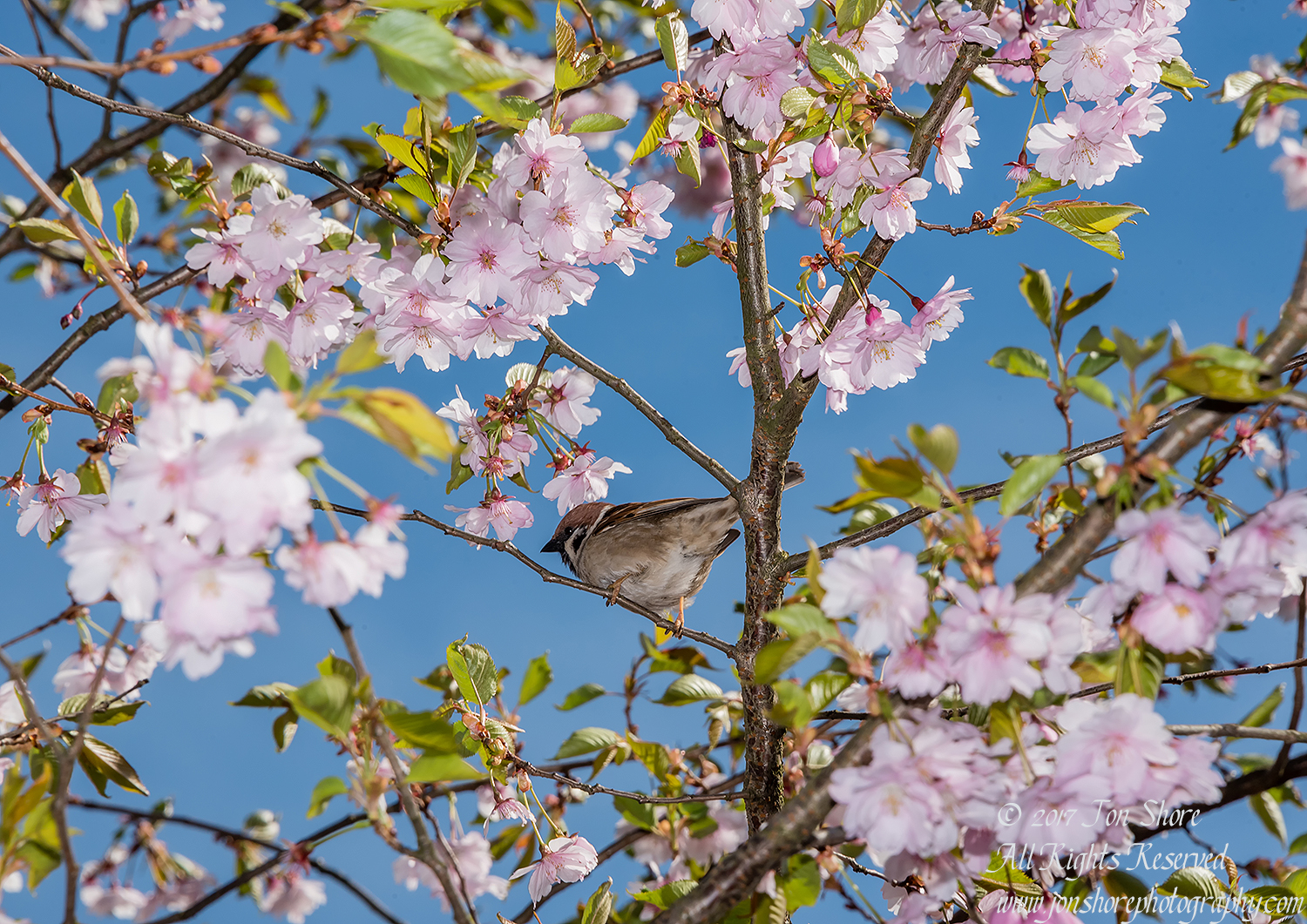 Sparrow in Sakura Riga Latvia Spring. Nikkor 300mm
