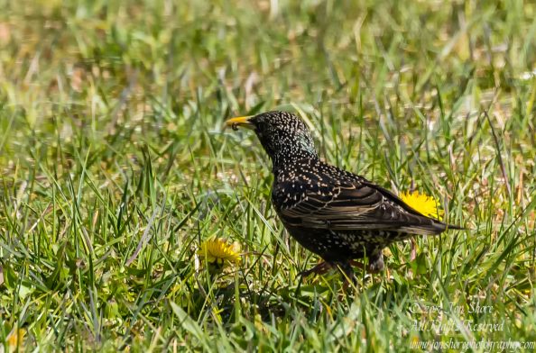 Starling Latvia Spring. Nikkor 300mm