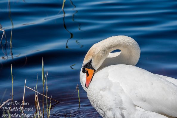 Swan Kemeri National Park Latvia. Tamron 600mm